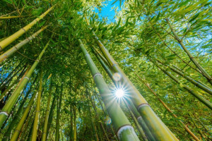 BambooLogic: “De markt voor Europese bamboe is enorm”